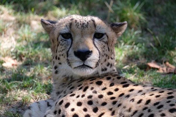 Cheetah, Acinonyx jubatus — Fotografie, imagine de stoc