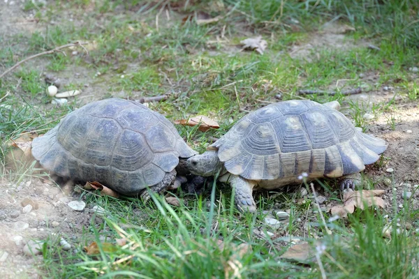 Die zwei Schildkröten — Stockfoto