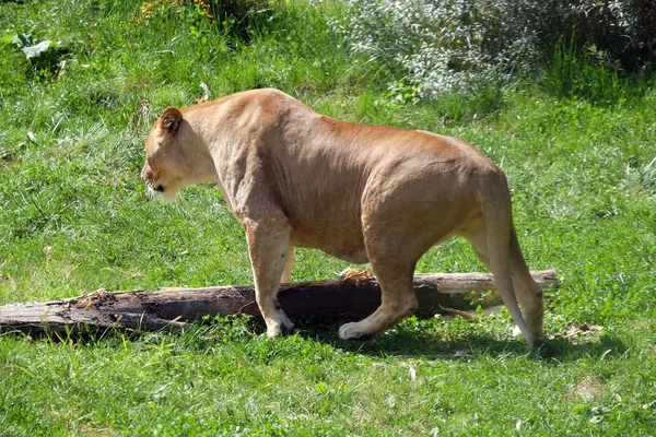 Aslan (Panthera leo) — Stok fotoğraf