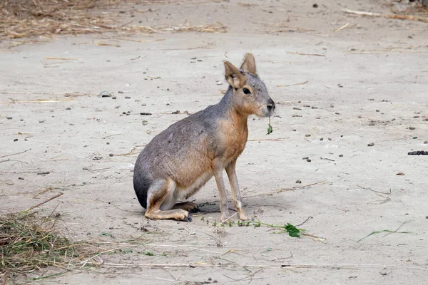 La mara patagonica — Foto Stock