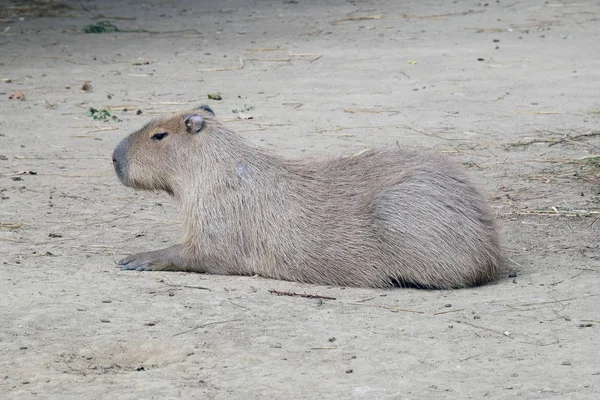 Capybara - Kapibara, roedor —  Fotos de Stock