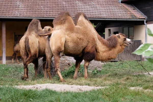 Kamel im Zoo von Zagreb — Stockfoto