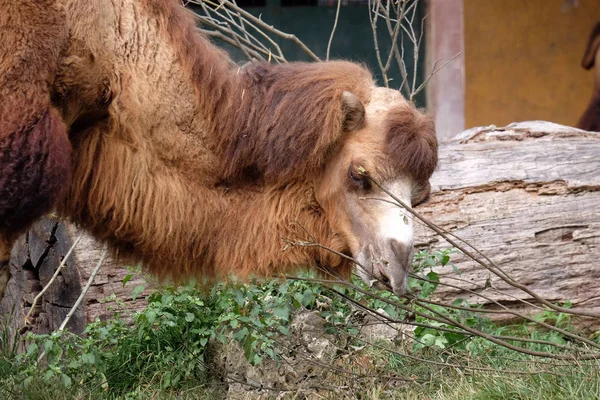 Kamel Zoo Von Zagreb — Stockfoto