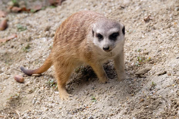 Meerkat de pie en guardia —  Fotos de Stock