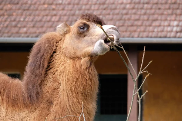 Kamel im Zoo von Zagreb — Stockfoto