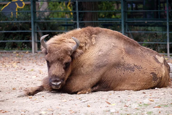 Wisent im Zoo von Zagreb — Stockfoto