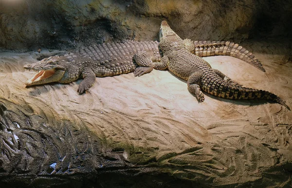 Krokodilok (a rákok alcsalád) — Stock Fotó