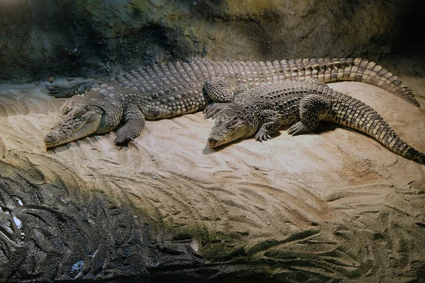 Cocodrilos (subfamilia Crocodylinae) ) — Foto de Stock