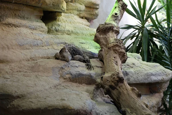 Kubanska rock iguana — Stockfoto