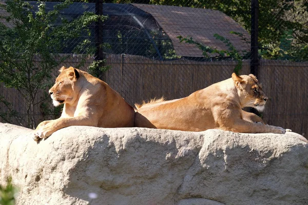 Lion Panthera Leo Zagreb Zoo — Stock Photo, Image