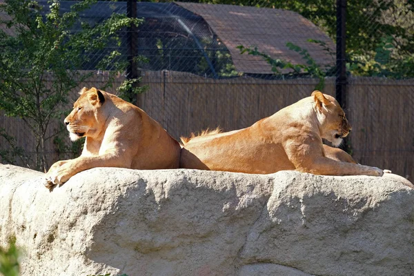 León (Panthera leo) — Foto de Stock