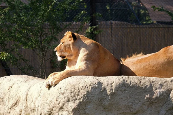 Aslan (Panthera leo) — Stok fotoğraf