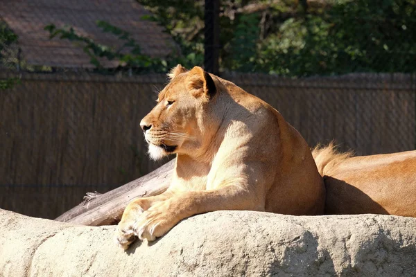 Aslan (Panthera leo) — Stok fotoğraf