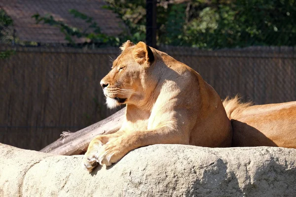 Lion (Panthera leo) — Stock Photo, Image