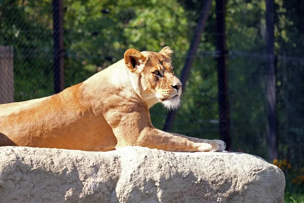 León (Panthera leo) — Foto de Stock