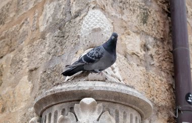 Dubrovnik'in eski ortaçağ sokak heykel çeşme