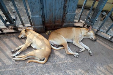 Kolkata, Hindistan Kalighat tapınak etrafında yere uyuyan köpekler.