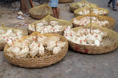 Kolkata, Hindistan pazarında satışa canlı tavuk 