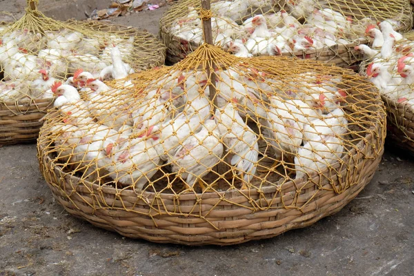 Poulets Vivants Vendre Sur Marché Kolkata Inde — Photo