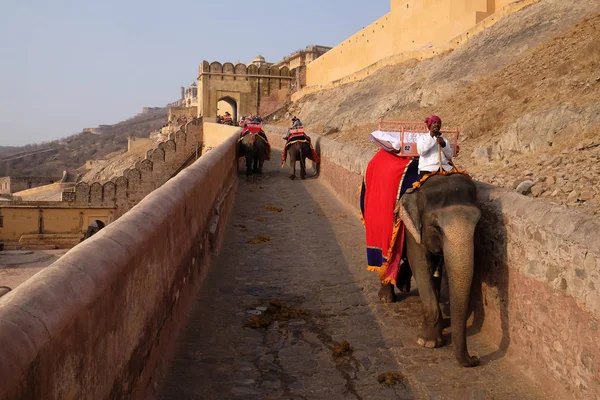 Elefantes Decorados Transportando Turistas Amber Fort Jaipur Rajasthan Índia Fevereiro — Fotografia de Stock