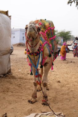 Deve Pushkar fuarında dekore edilmiştir. Rajasthan, Hindistan, üzerinde 17 Şubat 2016.