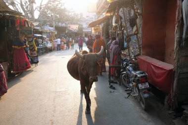 İnekler çevresinde Pushkar, Hindistan şehirde geziniyor. Çoğu Hindular inek Hinduizm, ana öğretim üzerinde 18 Şubat 2016 temsil eden nazik onun doğaya saygı.