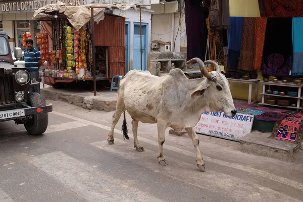 Vaca Paseando Por Ciudad Pushkar India Mayoría Los Hindúes Respetan — Foto de Stock