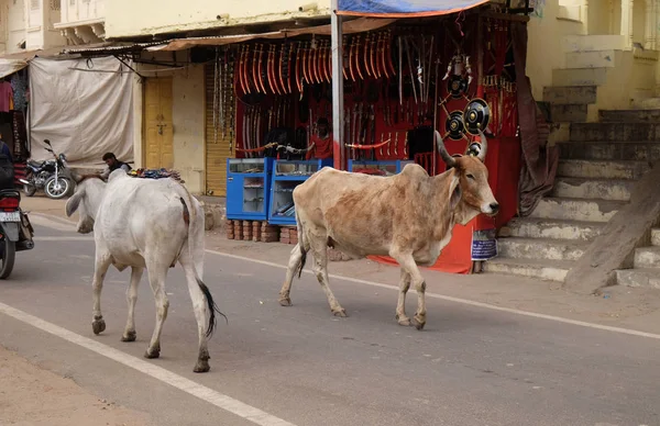 Коровы Бродят Городу Пушкар Индия Большинство Индуистов Уважают Корову Мягкий — стоковое фото