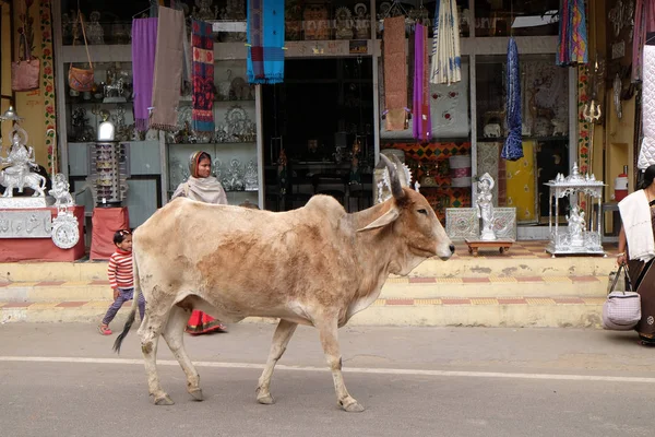 Vaca Paseando Por Ciudad Pushkar India Mayoría Los Hindúes Respetan — Foto de Stock