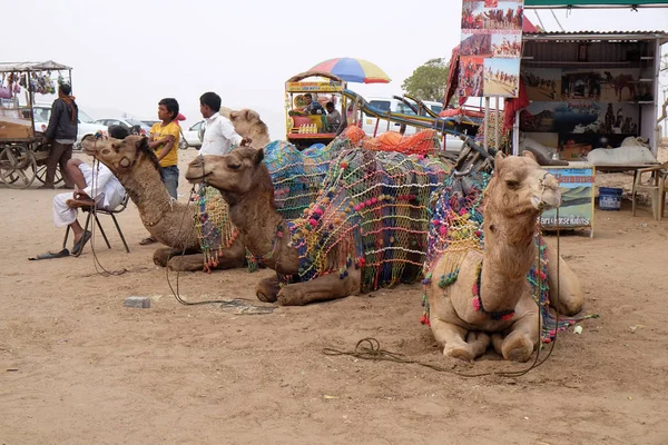 Camel Descansando Enquanto Espera Turista Grande Deserto Thar Indiano Perto — Fotografia de Stock