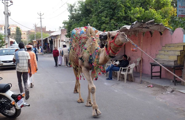 Hombre Lleva Camello Por Centro Pushkar India Ciudad Uno Los — Foto de Stock