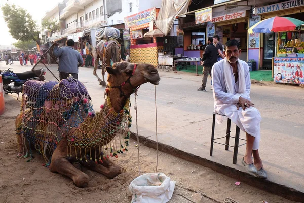 Camelo Rua Pushkar Rajastão Índia Fevereiro 2016 — Fotografia de Stock