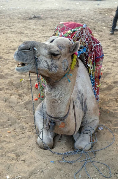 Dekoriertes Kamel Der Thar Wüste Bei Pushkar Rajasthan Indien — Stockfoto