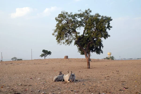 Vaca Descansando Calor Meio Dia Rua Mercado Pushkar Rajasthan Índia — Fotografia de Stock