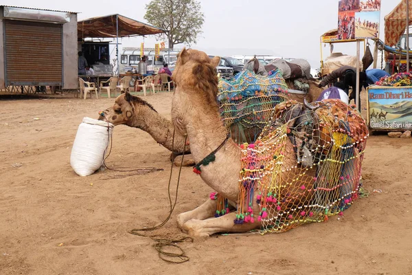 Camello Desierto Thar Cerca Del Pushkar Rajastán India —  Fotos de Stock
