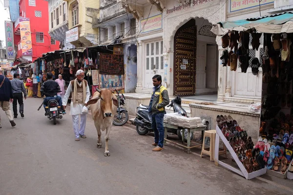 Vacas Paseando Por Ciudad Pushkar India Mayoría Los Hindúes Respetan — Foto de Stock