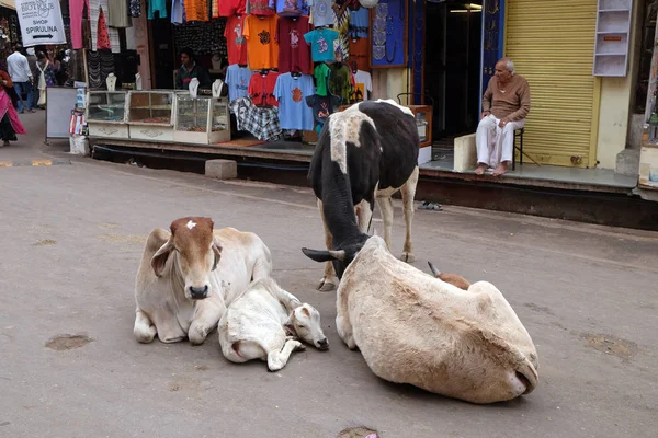 Vacas Descansando Meio Rua Pushkar Índia Fevereiro 2016 — Fotografia de Stock