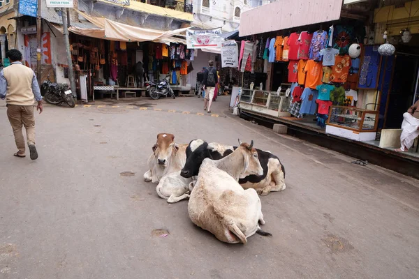 Krowy Odpoczynek Środku Ulicy Puszkar Indie Luty 2016 — Zdjęcie stockowe