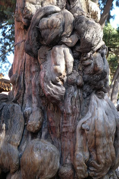 Antiguo Tronco Árbol Roído Jardín Imperial Ciudad Prohibida Beijing China —  Fotos de Stock