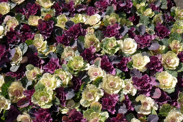 Schöne Bunte Grünkohl Blumen Muster Auf Der Wand Hintergrund Shanghai — Stockfoto