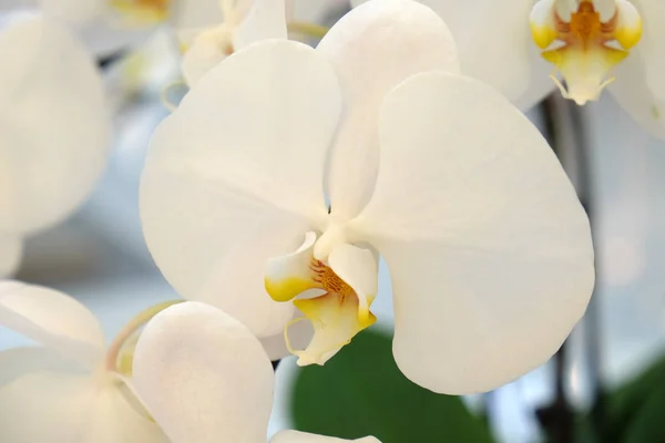 Bellissimi Fiori Orchidea Vicino — Foto Stock