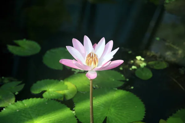 Waterlily Flower Close — Stock Photo, Image