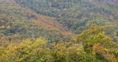 Ormanda sonbahar renkleri