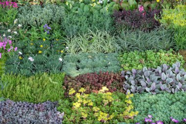 Bahçedeki çiçekler