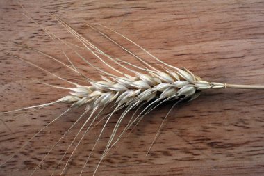 Buğday, kulaklarını kapat