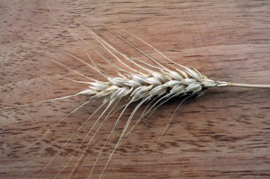 Buğday, kulaklarını kapat