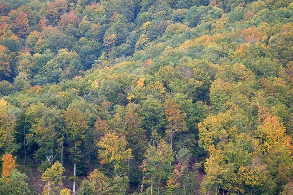 Foresta Nei Colori Autunnali — Foto Stock