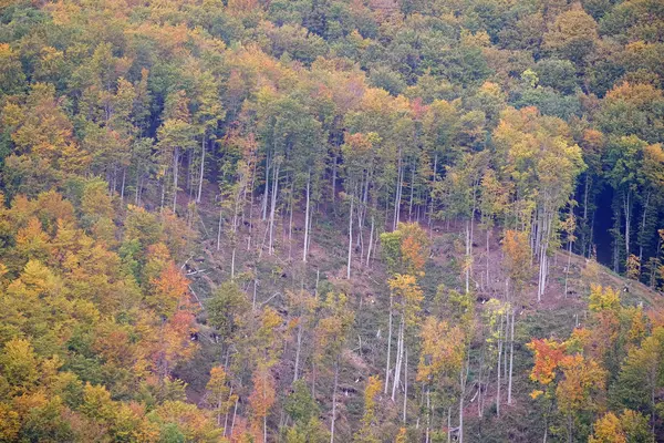 Het Bos Herfst Kleuren — Stockfoto