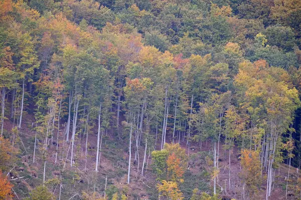 Foresta Nei Colori Autunnali — Foto Stock