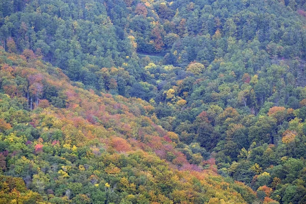 Der Wald Herbstlichen Farben — Stockfoto